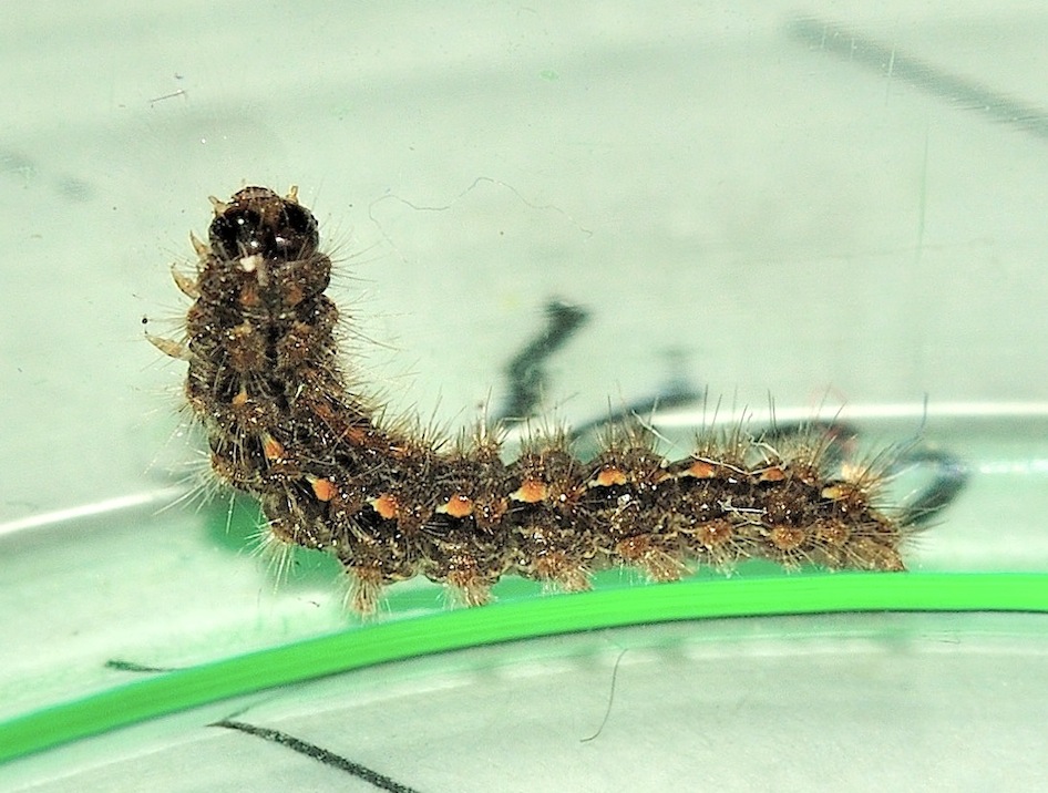 Larva di Eilema complana?